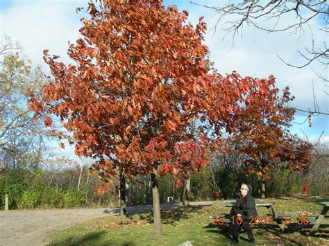 Bois-de-l’Île-Bizard Nature Park – Canada, Quebec – photo essay – Travel Moments In Time ...