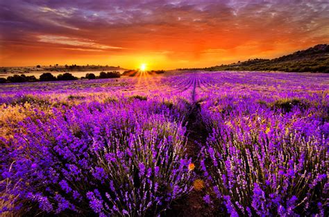 Lavender HD Wallpapers - Top Free Lavender HD Backgrounds - WallpaperAccess