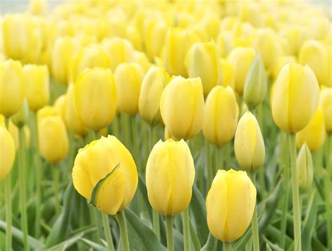 Yellow Tulips Field | 790 KGMI