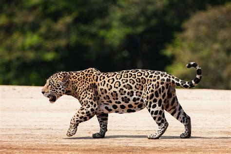 Extremely rare wild jaguar spotted in Arizona | Salon.com