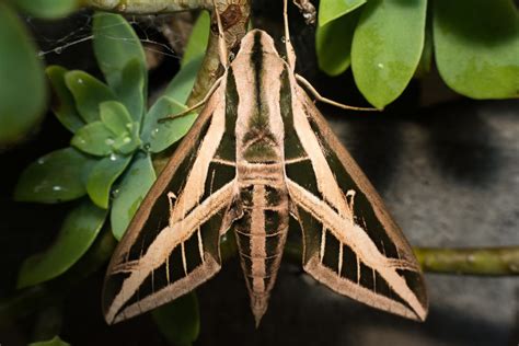 Banded Sphinx Moth– Identification, Life Cycle, Facts & Pictures