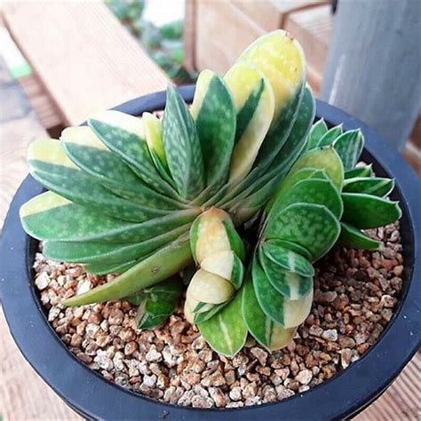 Gasteria gracilis variegata Succulent Plants potted Garden | Etsy