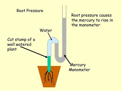 Root Pressure Diagram