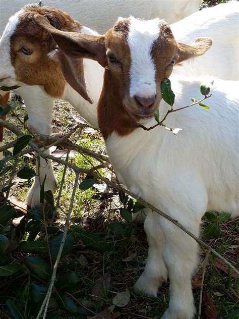 Baby Boer goats | Boer goats, Goats, Baby goats