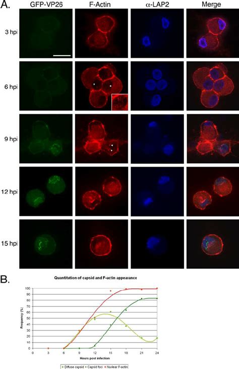 Time Course of Actin Filament Formation and Capsid Assembly in the ...