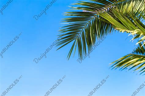 Photo of a palm branch on a background of a blue sky