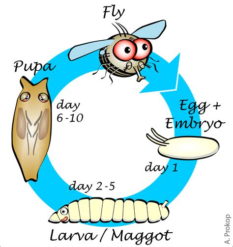 FlyLifeCycle-3 Biology Lessons, Fruits Images, Scientific Discovery ...