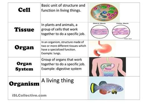 Diagram of Levels of Cell Organization | Quizlet