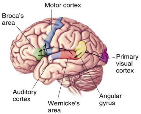 Area Broca Y Wernicke - tareng