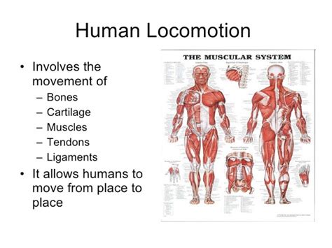 Natural Science for 5 and 6. : 5º UNIT 2 . INTERACTION & THE BODY