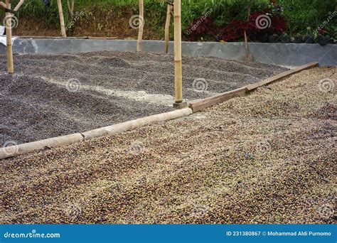 The Drying Process of Coffee Beans after Sorting Stock Image - Image of care, ecology: 231380867