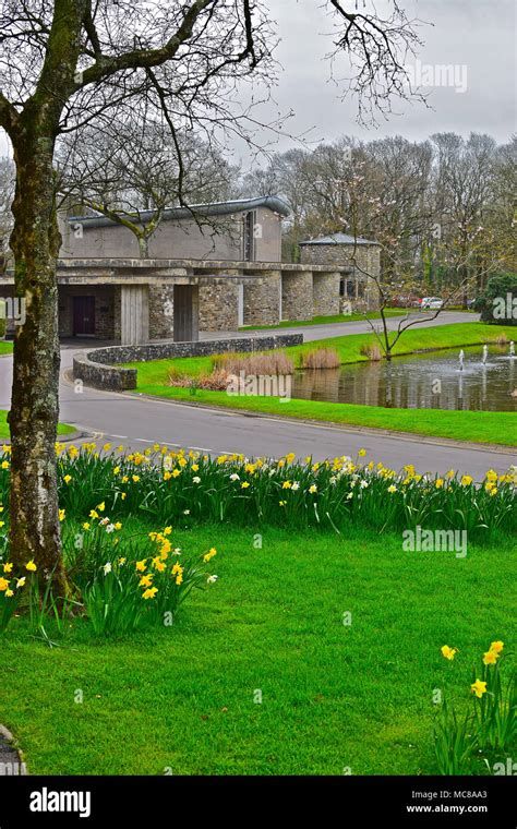 Beautiful daffodil flowers in borders at Coychurch Crematorium buildings near Bridgend, S.Wales ...