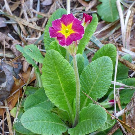 Growing Primrose – Primrose Plants In Your Garden | Primrose plant, Flower garden care, Flowers ...