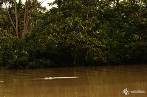 Amazon River Dolphin Habitat