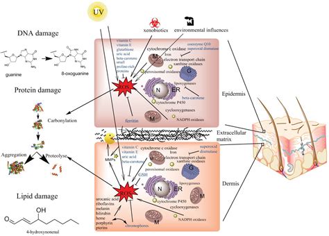 Biomolecules | Free Full-Text | Oxidative Stress in Aging Human Skin