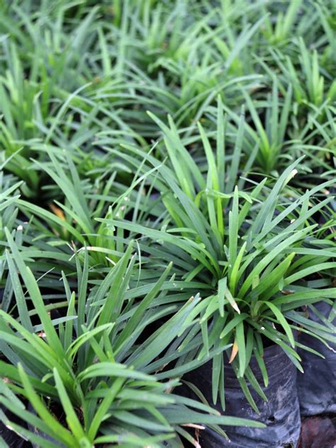 Learn How To Propagate Dwarf Mondo Grass