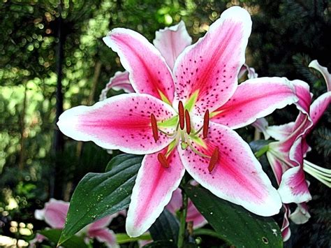 Tiger Lily Flower Spring - Free photo on Pixabay - Pixabay