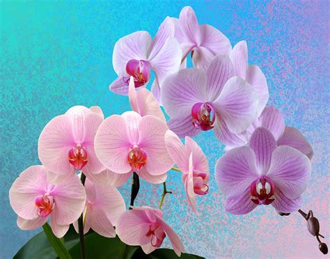 Orchidées Fleurs Fleur D'Orchidée · Photo gratuite sur Pixabay