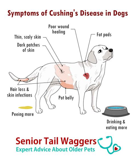 Pictures Of Cushing's Disease In Dogs, With Vet, 46% OFF