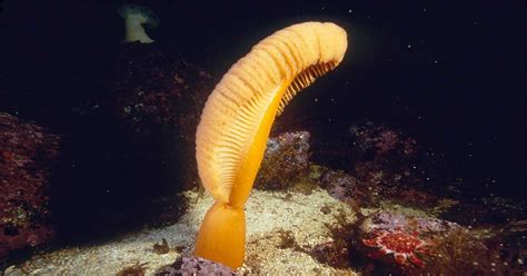 Sea Pen Facts: They Are Actually Animals and Can Move - Odd Facts