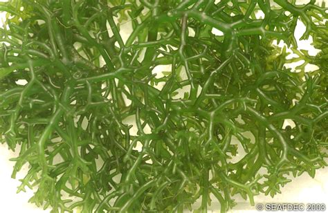 Seaweed Kappaphycus | Kappaphycus sp. Why culture seaweed? | Southeast ...