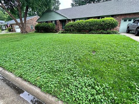 Homeowner stuns with before-and-after photos of untraditional lawn transformation: 'It's so lush'