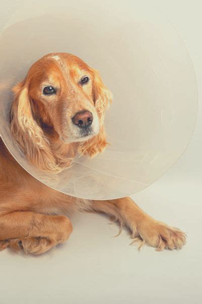 How much does knee surgery cost on dogs? - Dog Pricing