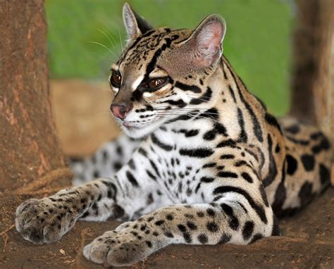 「margay」的圖片搜尋結果 | Margay cat, Small wild cats, Cats