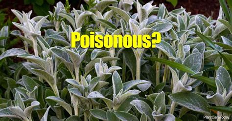 Answering the Myth: Is the Lamb’s Ears Plant Poisonous?