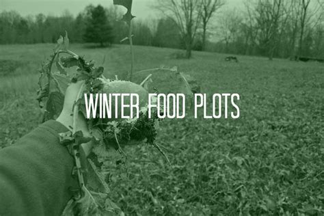 5 Best Winter Food Plots | What Do Deer Eat? - DeerGro