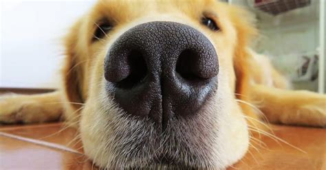 9 Golden Retriever Characteristics That Will Surprise You – Golden Hearts