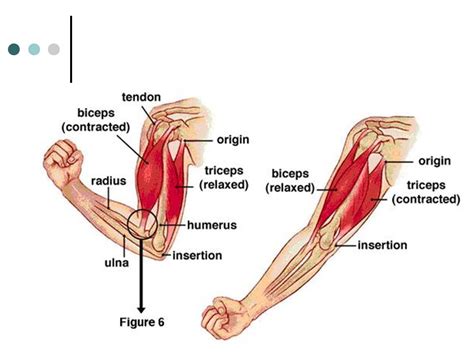 Muscle Weakness Effectively with Ayurveda | Best Ayurveda Hospital in Chennai | Ayurveda ...