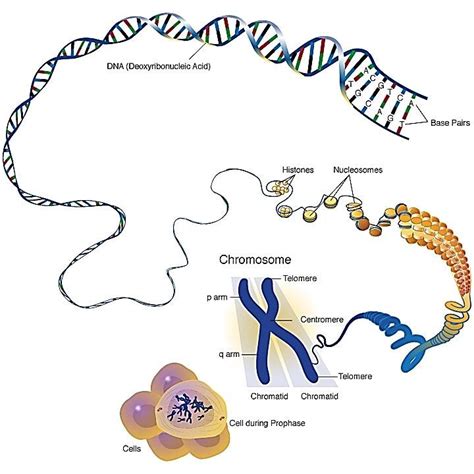 Animal Cell Chromosomes