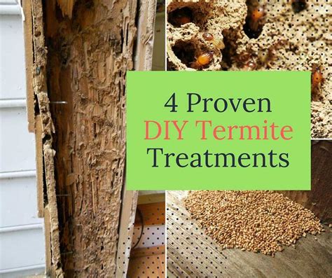 4 Proven DIY Termite Treatments - Home and Gardening Ideas | Diy termite treatment, Termite ...