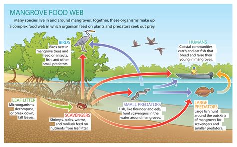 Mangrove Food Web :: Behance