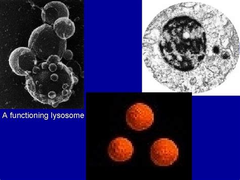 ENDOSITOSIS LISOSOM PENCERNAAN DIGESTION Substrat Bahan enzim Organ