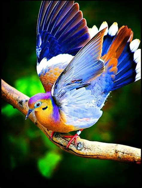 Colorful Animals Photography (29) | Colour | Colorful birds, Pretty birds, Pet birds