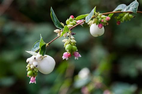 How to Grow a Snowberry Bush | BBC Gardeners World Magazine