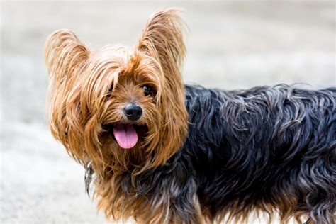 Free Images : vertebrate, dog breed, small dog, yorkshire terrier ...