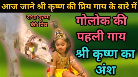 LORD KRISHNA FAVORITE COW || NAME OF FIRST COW OF GOLOK || BY ...