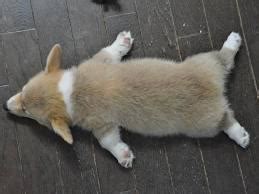 Corgi sleeping positions