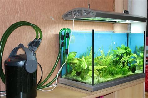 Everything you should know about Fish Tank Filters – Umbriaon The Blog