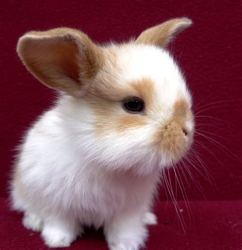 Really Cute Baby Bunnies For Sale ... | Cute bunny pictures, Cute baby bunnies, Baby bunnies