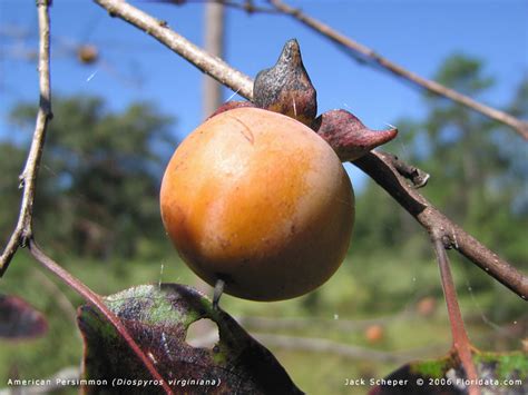 Diospyros virginiana