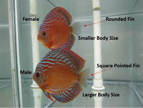 How to Sex Discus Fish | Discus.com