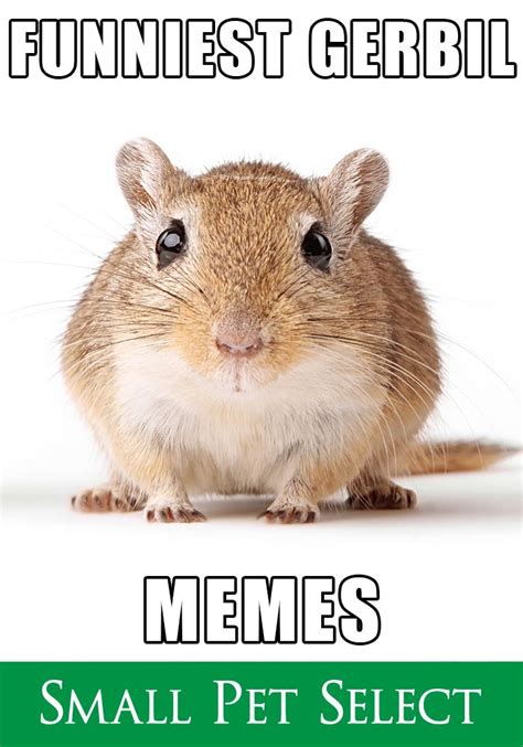 Gerbils: adorably twitchy ears, fluffy fur, quirky memes Gerbils are ...