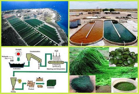 Small Business Ideas: How to Grow Spirulina | Commercial Spirulina Production | Growing ...