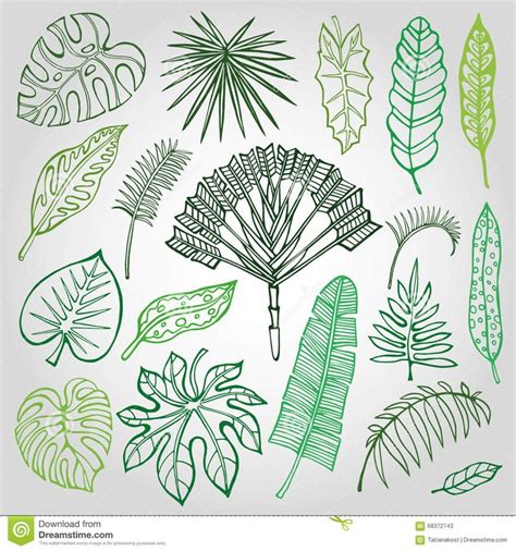 hand drawn tropical leaves and plants on a white background stock photo image 519781