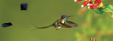 🔥 A male Marvelous Spatuletail hummingbird. : r/NatureIsFuckingLit