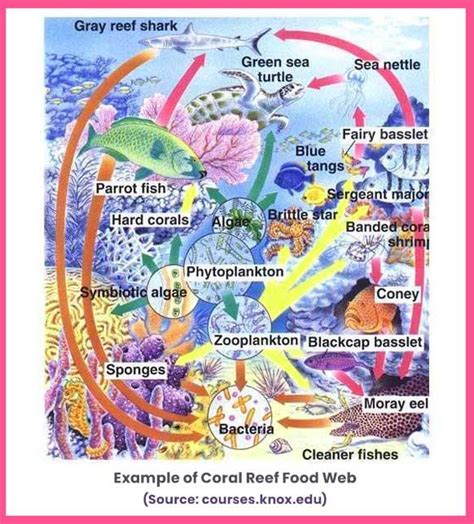 Coral Reef Ecosystem: Structure, Food Web, and Types | Coral reef ecosystem, Coral reef, Coral ...